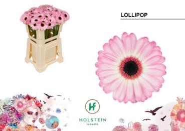Vollsortiment Gerbera LOLLIPOP - 1 Stiel